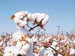 cotton seeds