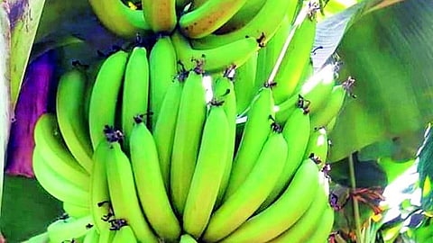 banana