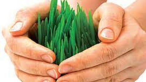 Crop insurance