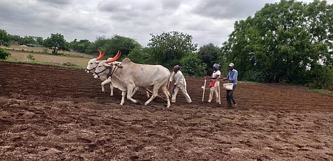 अक्कलकोट तालुक्यात खरीप पेरणीची लगबग सुरु