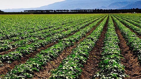 agriculture
