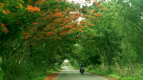 गुलमोहर 