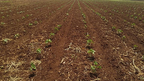Farming cottaon