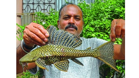कृष्णेत सापडला उपद्रवी आणि घातक असा मासा