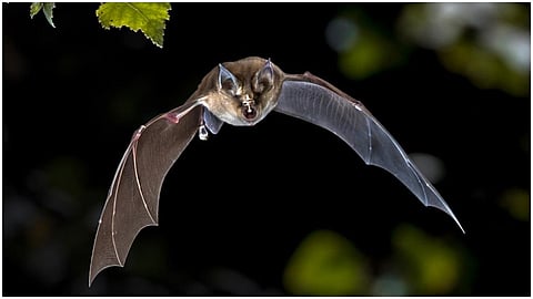 Horseshoe bat