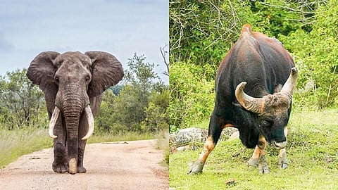 वन्यप्राण्यांच्या भीतीने 712 हेक्टर जमीन पडीक 