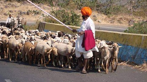 ...तर मेंढपाळ श्राद्धासह मुंडण करतील;वन विभागाला इशारा  