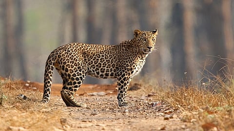 leopards 