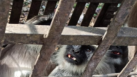 जाफराबाद (जि.जालना) : वन विभागाने पिंजरा लावून वानरांना जेरबंद केले.