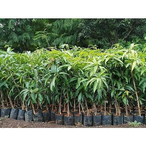 nurseries