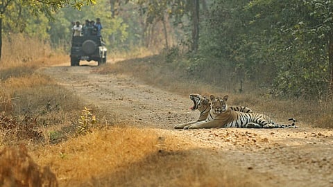 Tipeshwar Sanctuary Tourists from Maharashtra and Andhra Pradesh are fascinated tigers tourism yavatmal