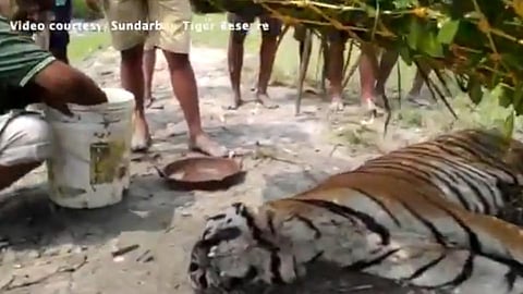 हृदयद्रावक! मरणासन्न वाघाला पाजलं पाणी; पण...