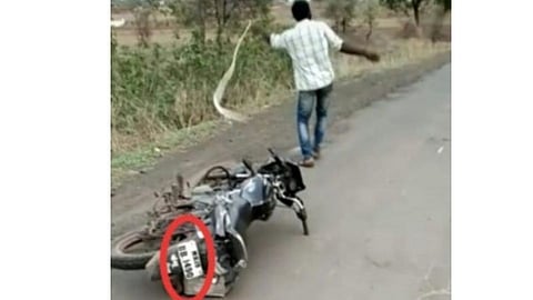 सापाला आपटून-आपटून केले ठार; व्हिडीओ व्‍हायरल