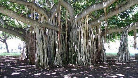 Historical Banyan Tree Of Mahsve Near Satara