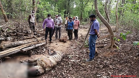 चंद्रपुरातील विहीरगाव बिटात आढळा वाघाचा कुजलेला मृतदेह