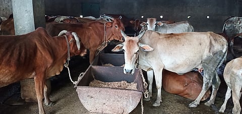 ५० गाई फुलवतात १०० एक्कर शेती, दरवर्षी 
होतंय लाखोंचं उत्पन्न