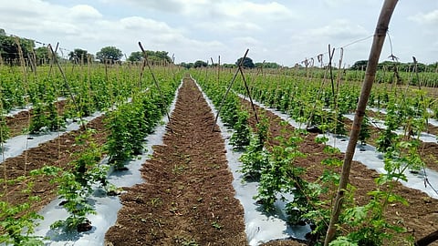 Osmanabad