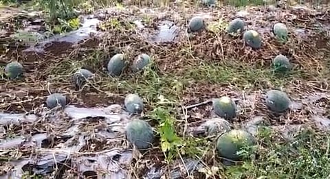 लागवडीचा खर्चही निघाला नाही: लाखो रुपयांचा माल गेला वाया
