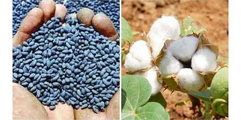 मुकसंमती; आता एचटीबिटी बियाणे शेतकऱ्यांच्या बांधावर 