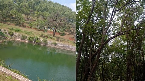 डोंगरावरील विदेशी वनस्पतींच्या लागवडीने वन्यजीवांचे अस्तित्व धोक्यात 