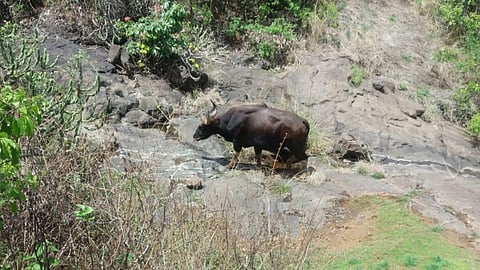 rangava