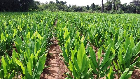 Turmeric