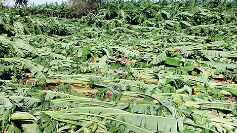Banana crop