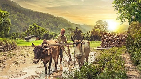 Farmer 