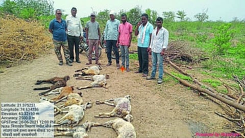 wolf killed goats