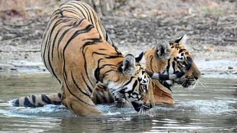 यवतमाळात वाघांची शिकार करणारे पाच संशयित अटकेत
