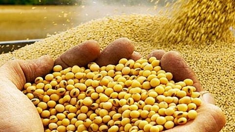 सोयाबीनचे चांगले उत्पादन घायचे आहे? अशी करा बीजप्रक्रिया 