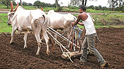 Sowing