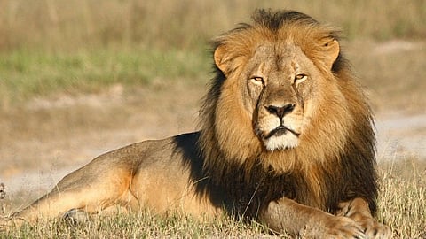 lion
