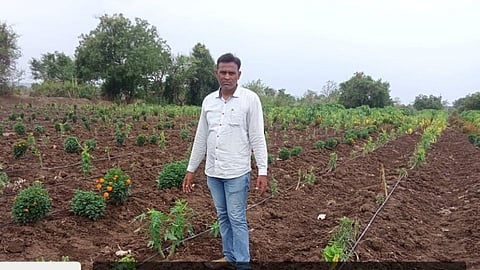 papaya crop