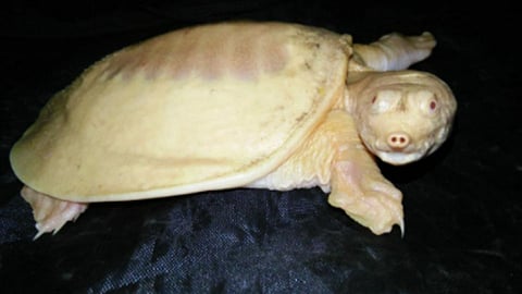 Tortoise
