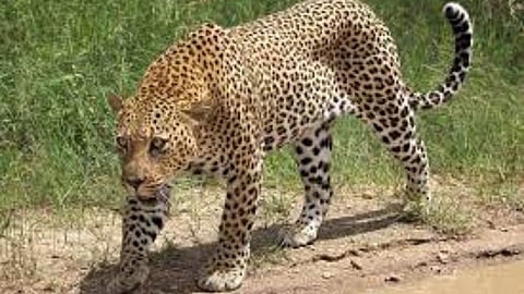 leopard