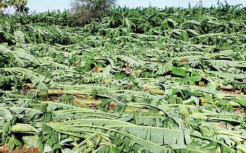 Banana crop