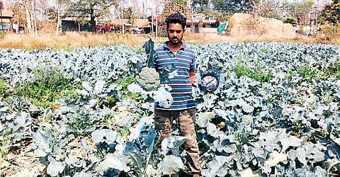 वावर आहे तर पॉवर आहे : तीन भाऊ, तीन एकर अन् लाखोंची उलाढाल