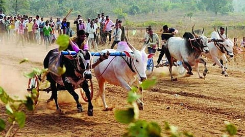 Bullock Cart Race