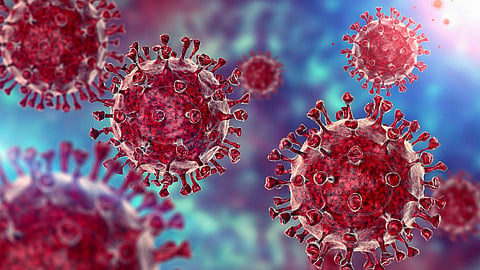 Corona Virus