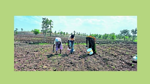 बळीराजा हैराण; तांब्याने पाणी देऊन कपाशी जगवण्यासाठी धडपड 