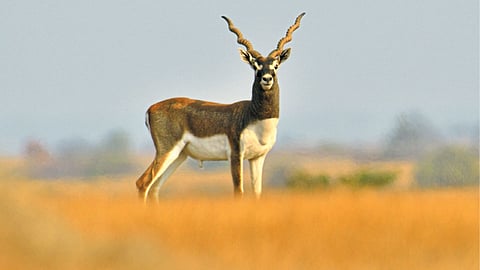Antelope