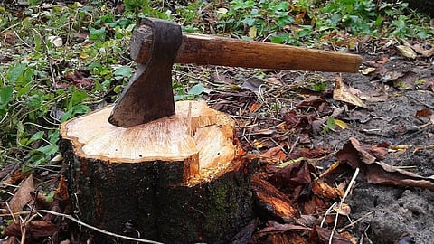 Tree Cutting crime