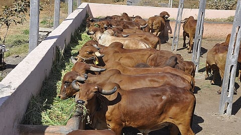 livestock