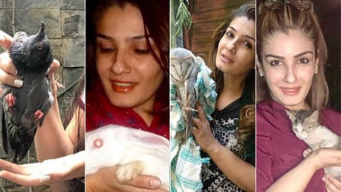 raveena tondon news 