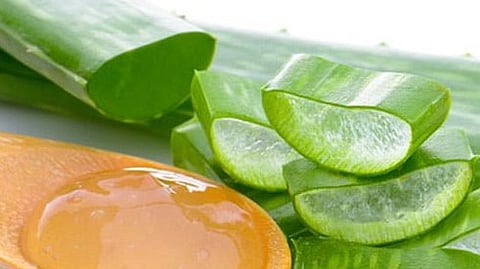 aloe vera 
