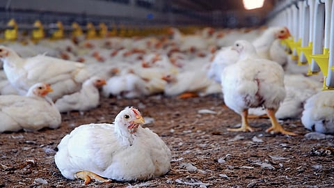 chicken