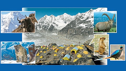 Himalaya Animals