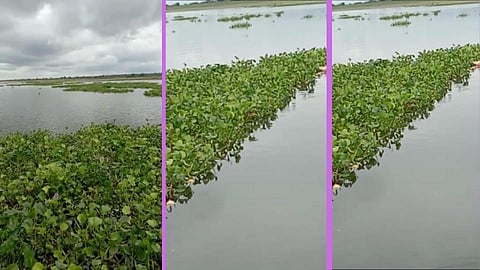 Ujani Dam