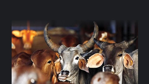 Cow